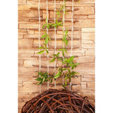 Suport/spalier natural, pentru catarare plante/legume, 50x200 cm